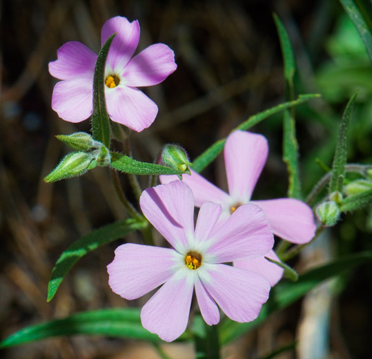 phlox